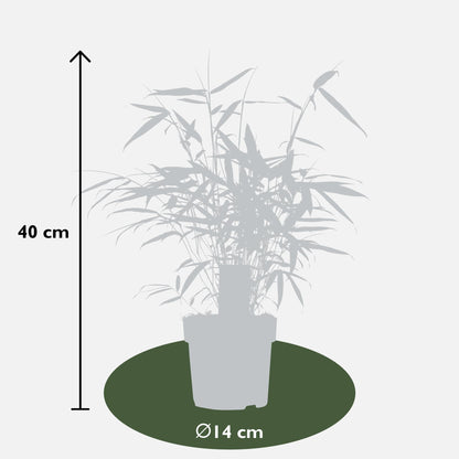 Fargesia robusta 'Pingwu' - Ø14cm - ↕40cm