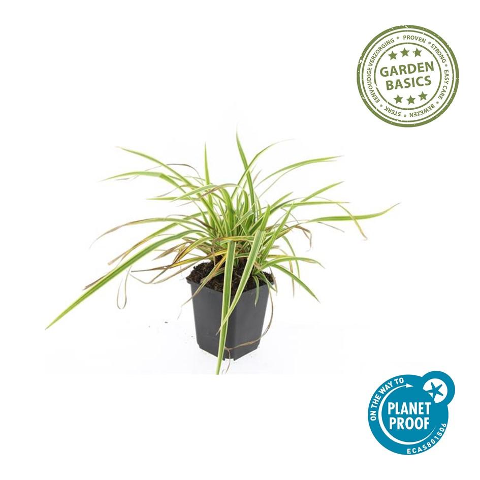 12x Carex morrowii 'Aureovariegata' - ↕10-25cm - Ø9cm