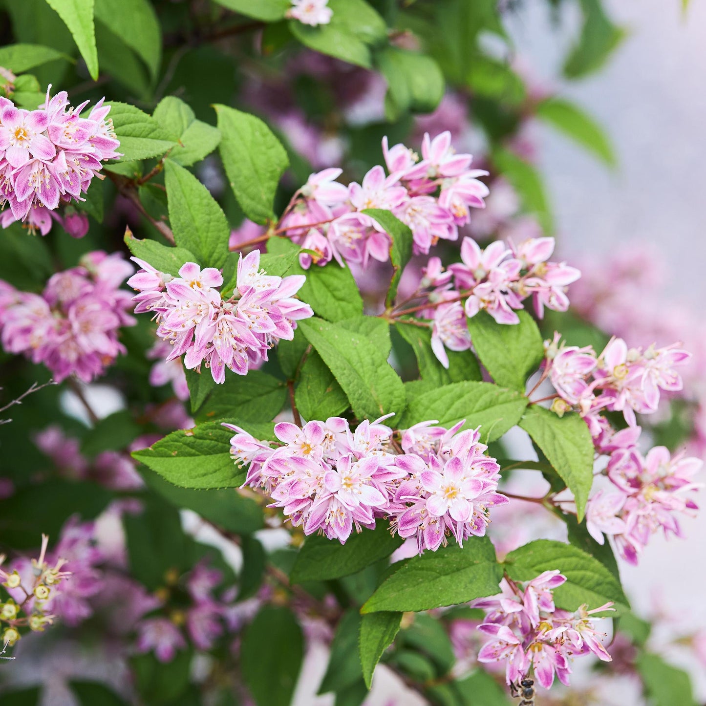 Green boutiQ – Sträucher – Deutzia hybrida Strawbery Fields – Blüte rosa – 1 Pflanze – Laubabwerfend – pflegeleicht – Topf 17 cm, Höhe 45 cm