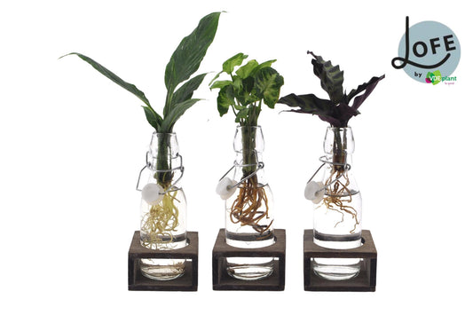 Intenz Mix in Ann-Glas (weißer Deckel) + Natural Single - 3 Stück - Ø7cm - ↕25cm