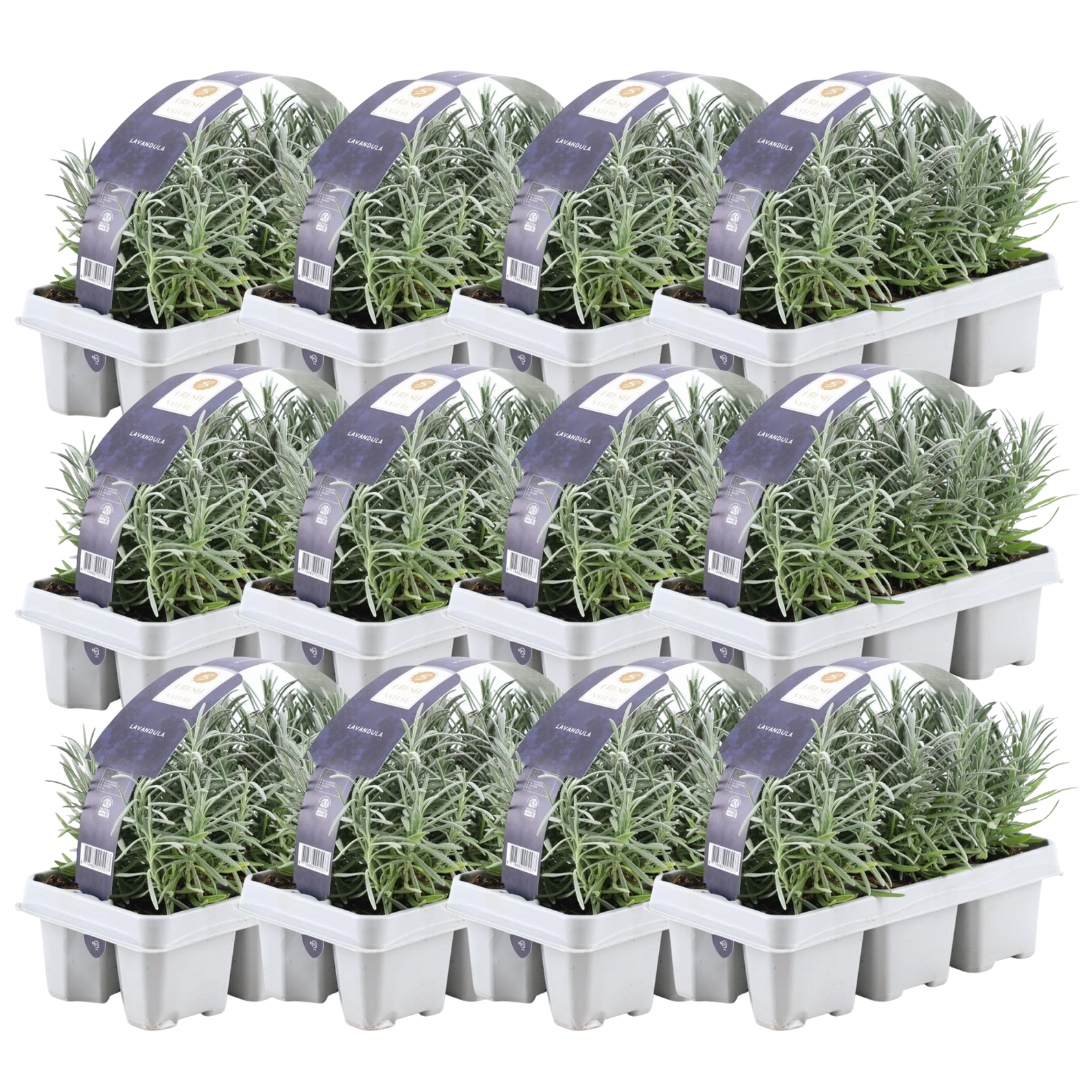 12 x 6 pack Lavender angustifolia - Ø7 cm - ↕15 cm