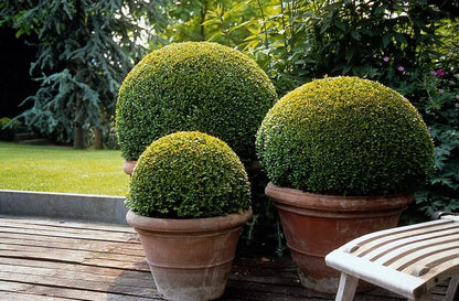 12x Buxus Sempervirens - ↕10-25cm - Ø9cm