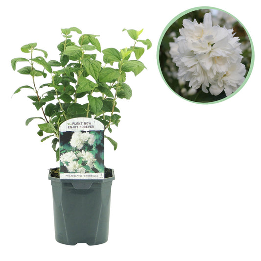 Green boutiQ – Falscher Orangenbaum – Philadelphus Snowbelle – Blüte weiß – 1 Pflanze – Laubabwerfend – pflegeleicht – Topf 17 cm, Höhe 45 cm