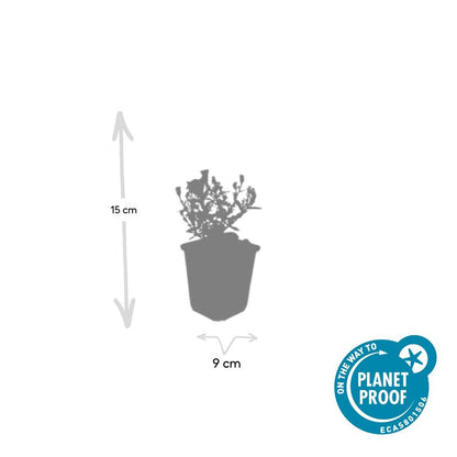 12x Aster (D) 'Prof. Anton Kippenberg' - ↕10-25cm - Ø9cm