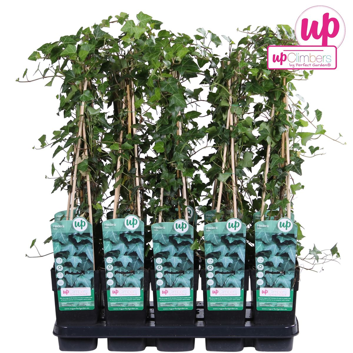 Hedera-Helix - Ø15cm - ↕65cm