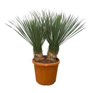 Yucca Rostrata Doppelstamm – 120 cm