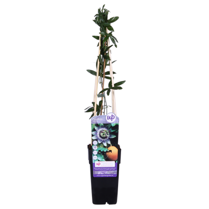 Passiflora Blaue Caerulea – Ø15cm – ↕65cm