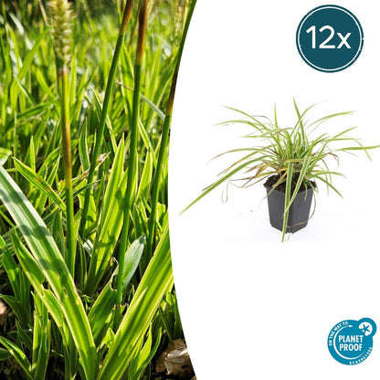 12x Carex morrowii 'Aureovariegata' - ↕10-25cm - Ø9cm