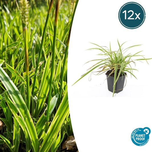 12x Carex morrowii 'Aureovariegata' - ↕10-25cm - Ø9cm