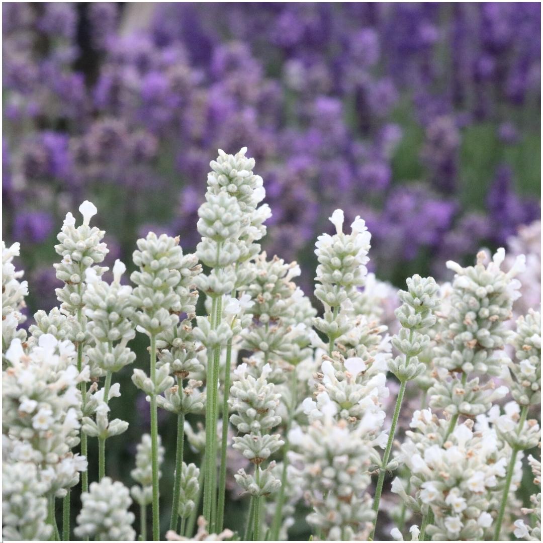 6er-Pack Lavendel angustifolia weiß - 6 x Ø7 cm - ↕15 cm 