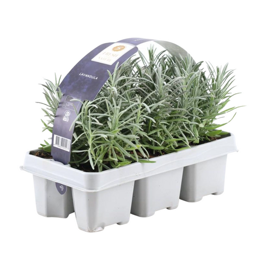 6er-Pack Lavendel angustifolia - 6 x Ø7 cm - ↕15 cm 