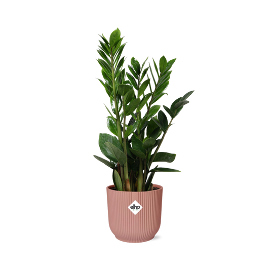 Zamioculcas – Height 45-50 in ELHO Vibes Fold 14cm pink