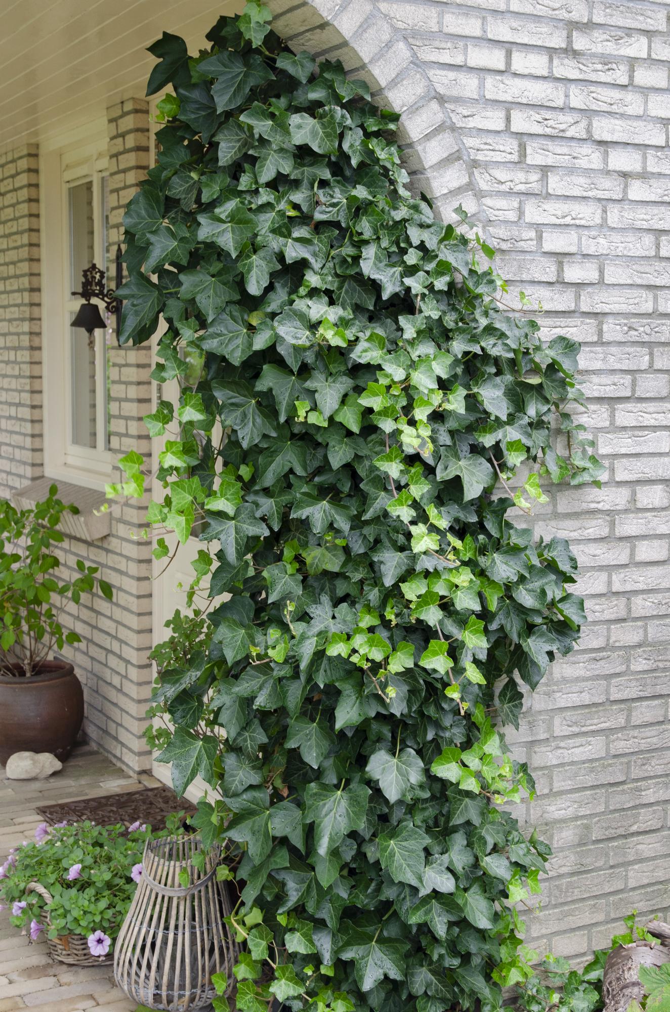 Hedera-Helix - Ø15cm - ↕65cm