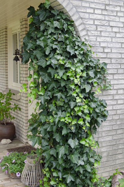 Hedera-Helix - Ø15cm - ↕65cm