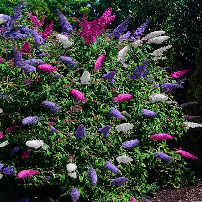 Green boutiQ – Schmetterlingsstrauch – Buddleja davidii Tricolour – Blüte rosa, weiß und violett – 1 Pflanze – Laubabwerfend – Zieht Schmetterlinge an – Topf 17 cm, Höhe 30 cm