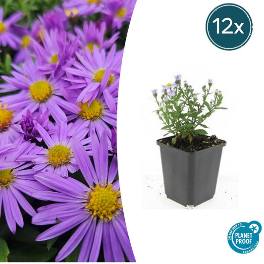 12x Aster (D) 'Prof. Anton Kippenberg' - ↕10-25cm - Ø9cm