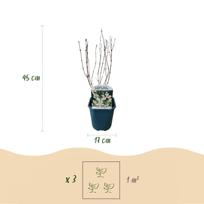 Green boutiQ – Sträucher – Deutzia Gracilis – Blüte weiß – 1 Pflanze – Laubabwerfend – pflegeleicht – Topf 17 cm, Höhe 45 cm