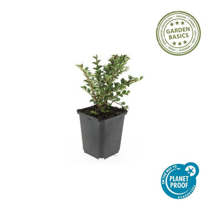 12x Cotoneaster horizontalis - ↕10-25cm - Ø9cm