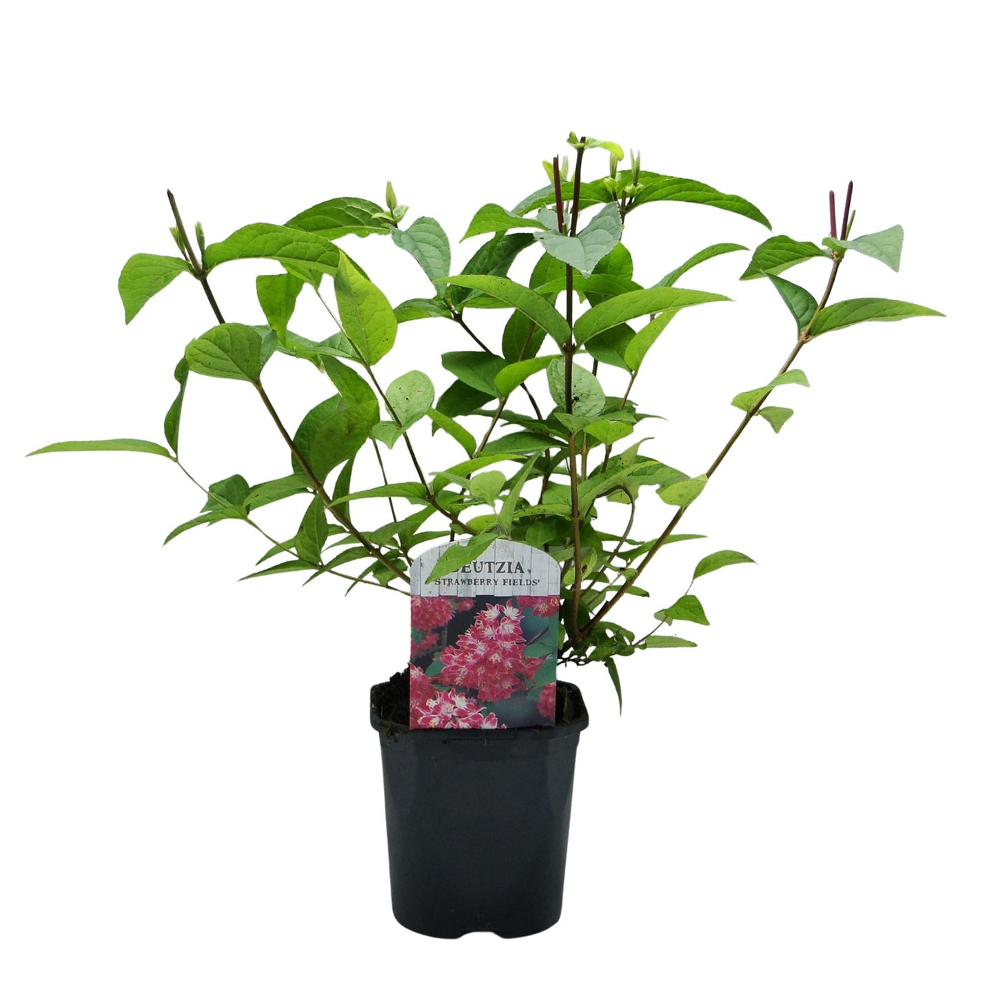 Green boutiQ – Sträucher – Deutzia hybrida Strawbery Fields – Blüte rosa – 1 Pflanze – Laubabwerfend – pflegeleicht – Topf 17 cm, Höhe 45 cm