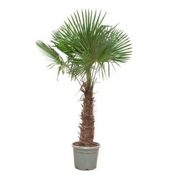 Trachycarpus Fortunei - 270 cm - Ø55cm