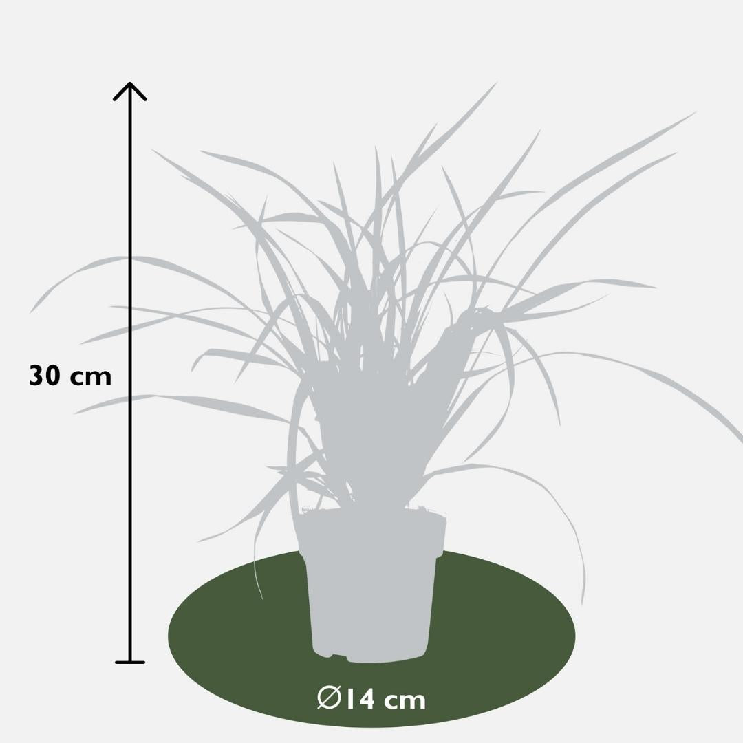 6 x Carex morrowi 'Irish Green' - Ø 14 cm - ↨ 25 cm 