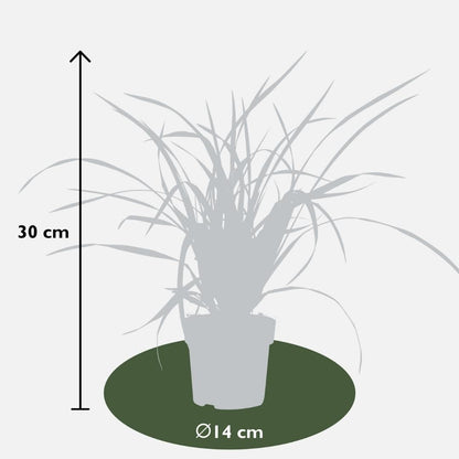 6 x Carex morrowi 'Irish Green' - Ø 14 cm - ↨ 25 cm 