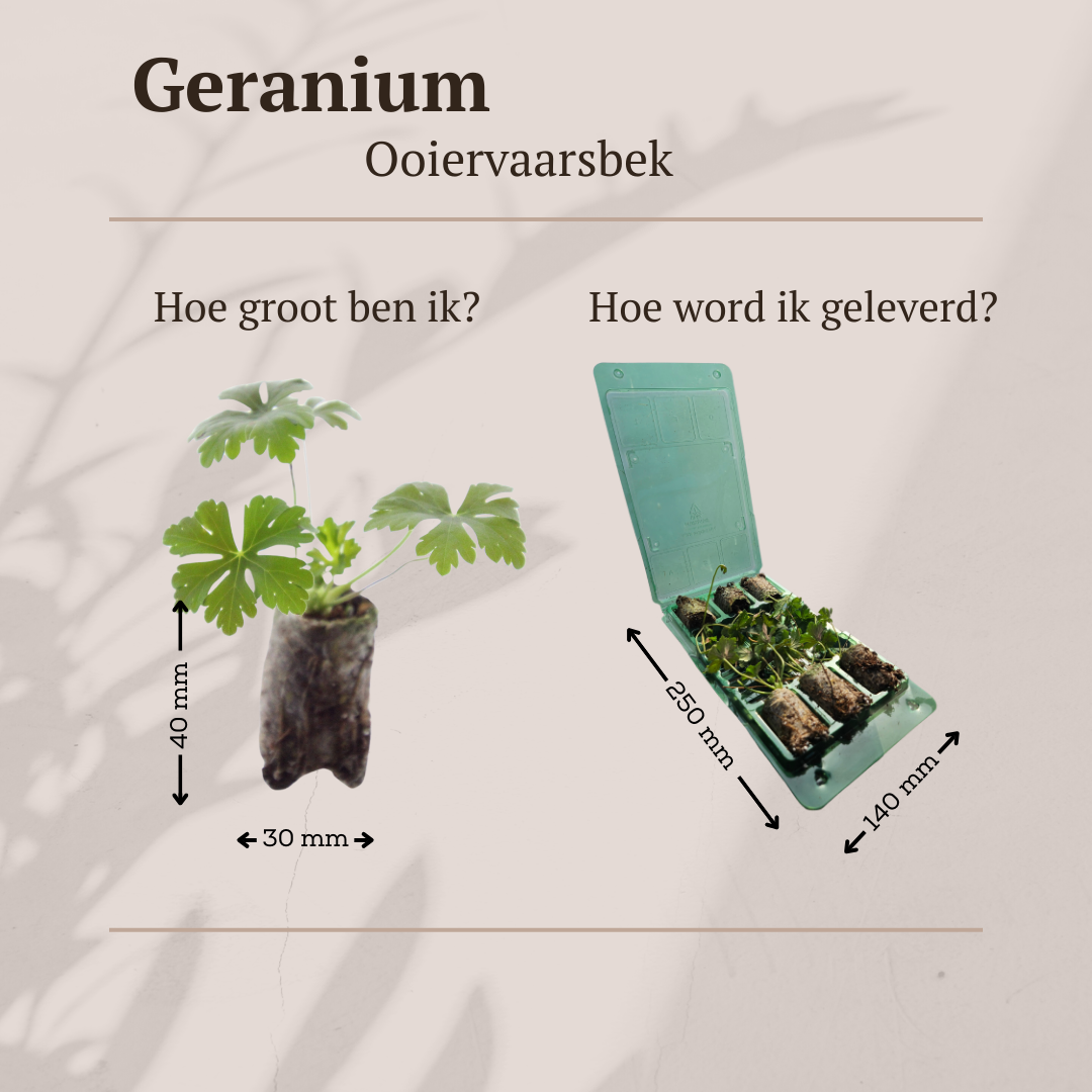 Geranie – 6 Stecker | Pflanzen und genießen Sie einen farbenfrohen Garten 