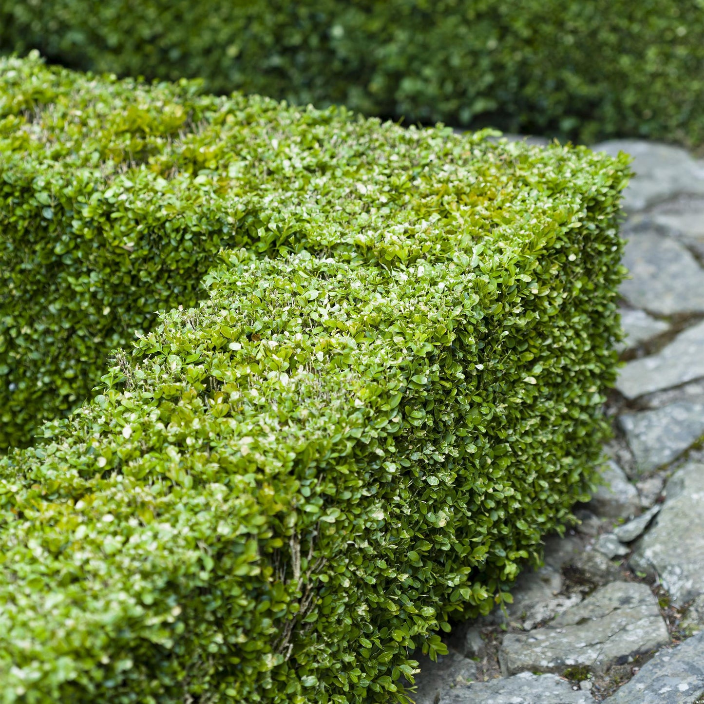 Green boutiQ - Heckenpflanzen - Buxus sempervirens - grünes Blatt - 6 Pflanzen - 1 Laufmeter - immergrün - Topf 17cm Höhe 45cm