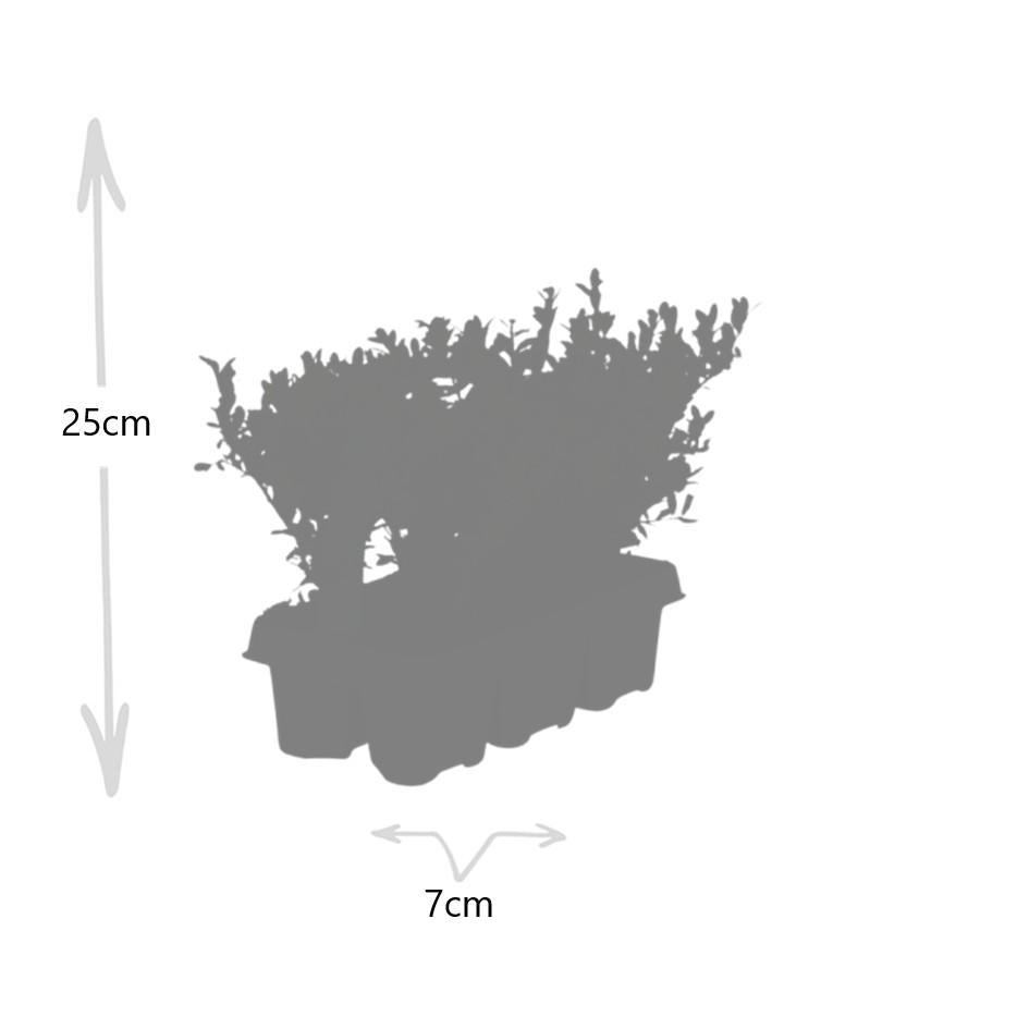 1x 6er-Pack Ilex crenata 'Jenny' - 6 x Ø7 cm - ↕15 cm