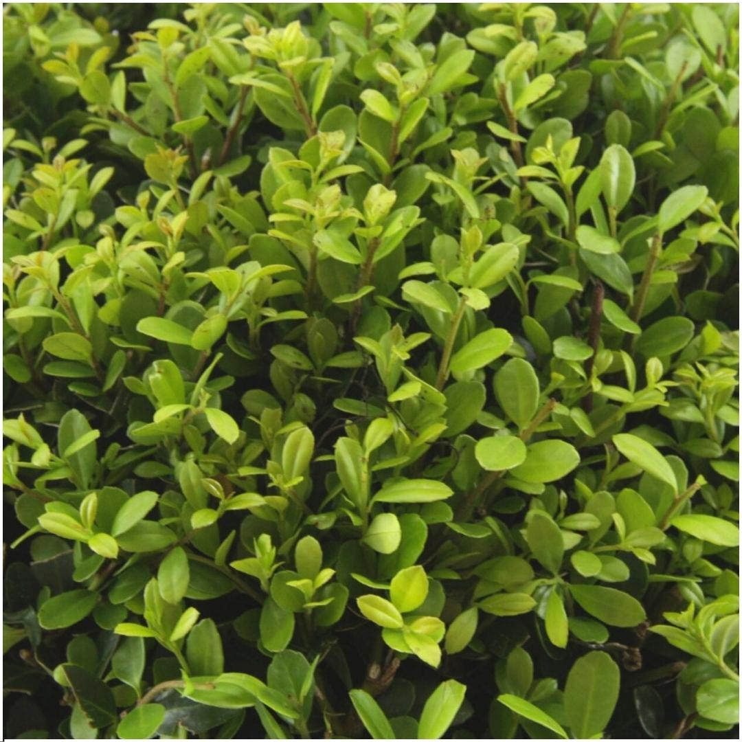 1x 6er-Pack Ilex crenata 'Jenny' - 6 x Ø7 cm - ↕15 cm