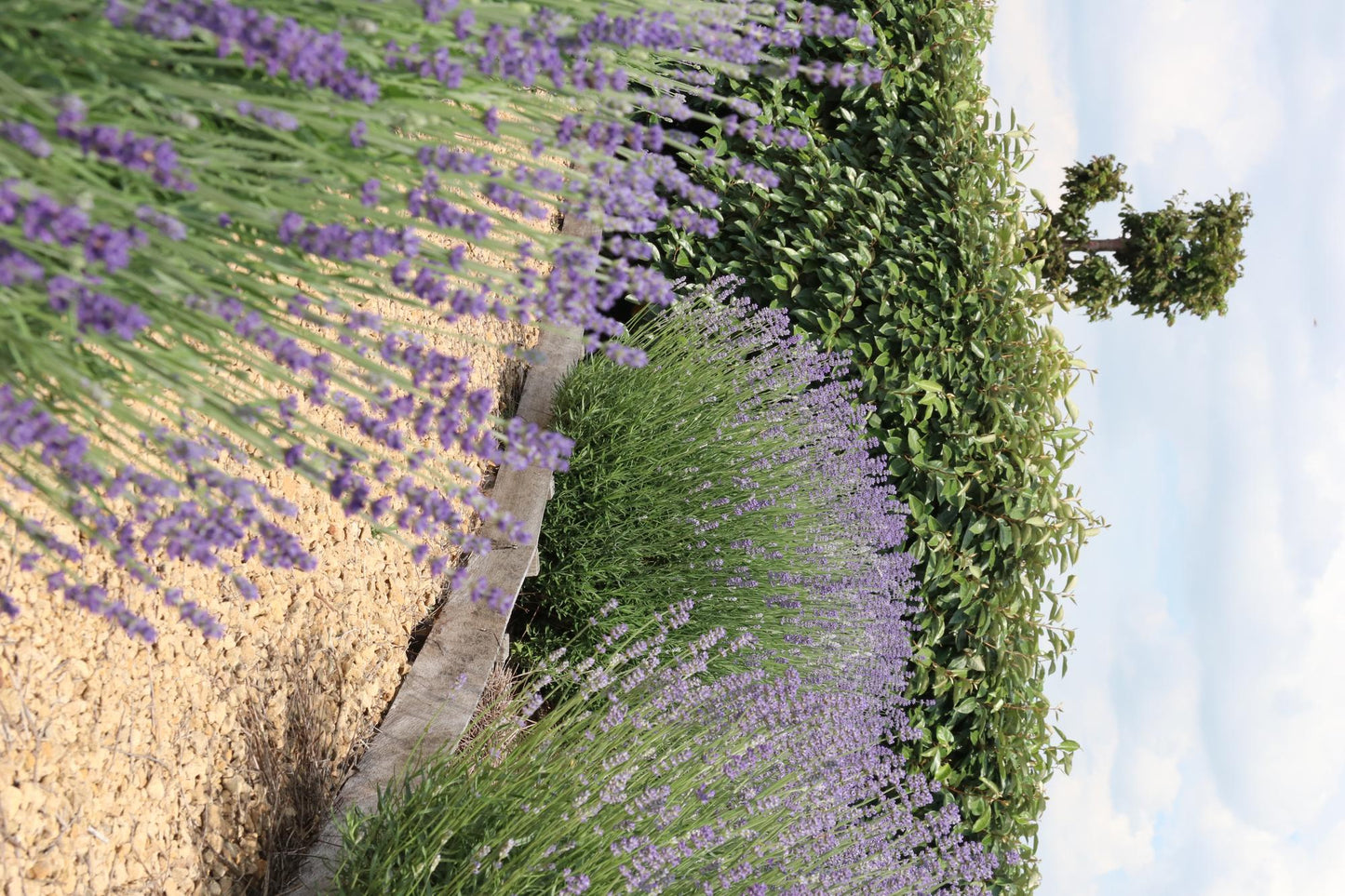 1x 6er-Pack Lavendel angustifolia - 6 x Ø7 cm - ↕15 cm