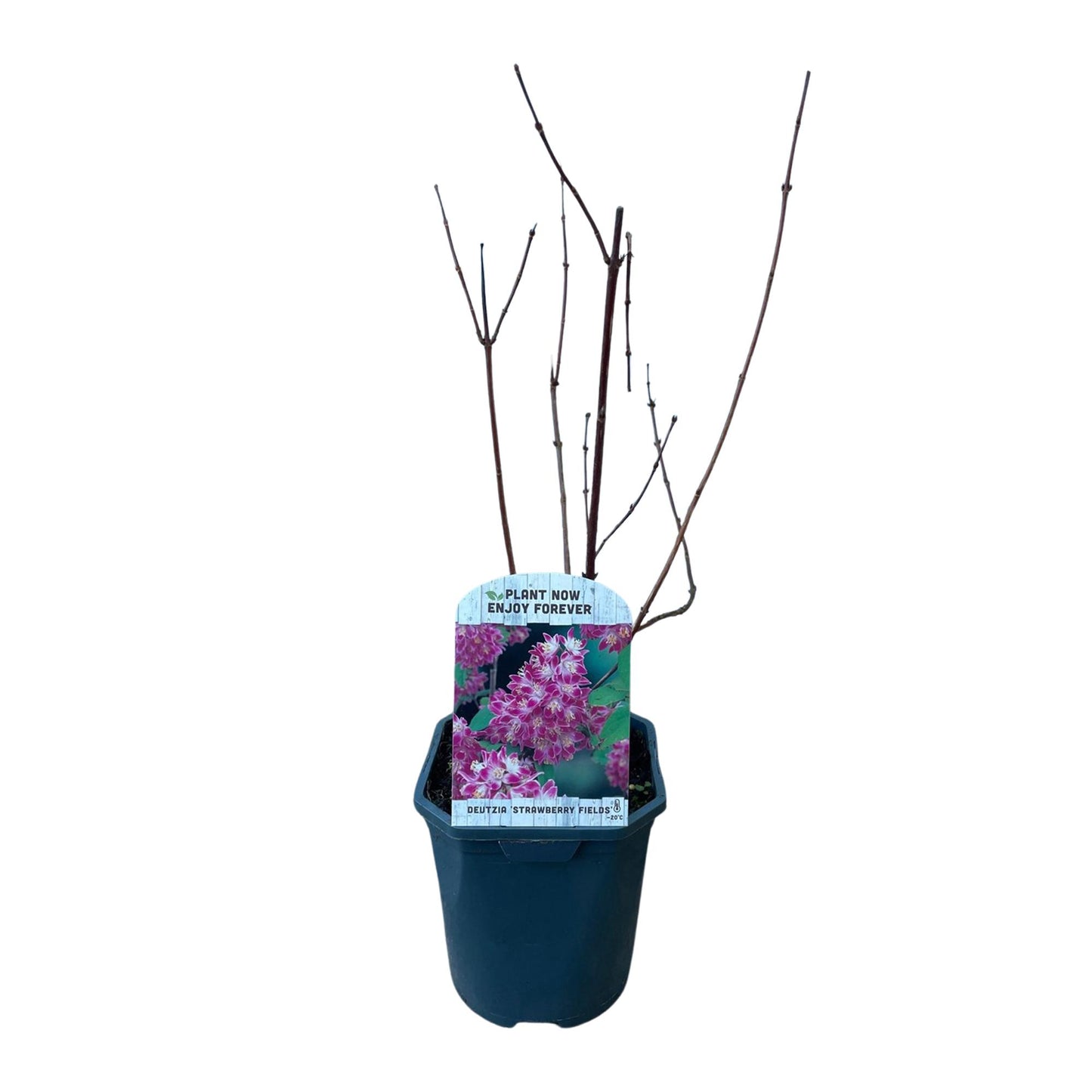 Green boutiQ – Sträucher – Deutzia hybrida Strawbery Fields – Blüte rosa – 1 Pflanze – Laubabwerfend – pflegeleicht – Topf 17 cm, Höhe 45 cm