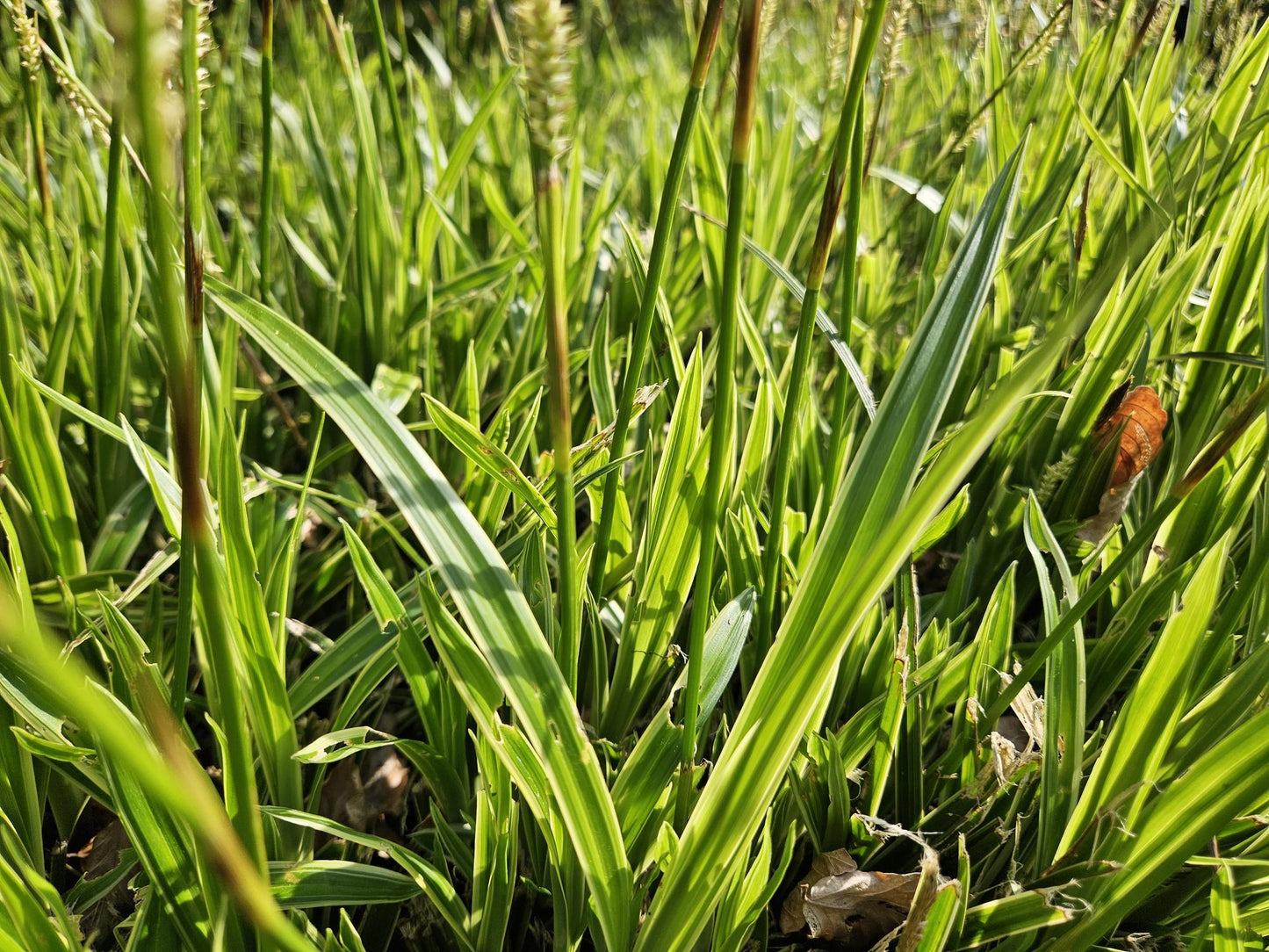 12x Carex morrowii 'Aureovariegata' - ↕10-25cm - Ø9cm