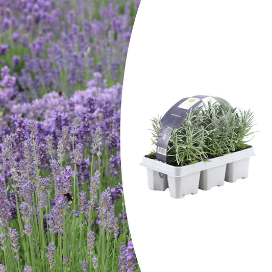 1x 6er-Pack Lavendel angustifolia - 6 x Ø7 cm - ↕15 cm