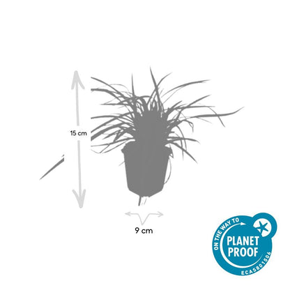 12x Carex morrowii 'Aureovariegata' - ↕10-25cm - Ø9cm