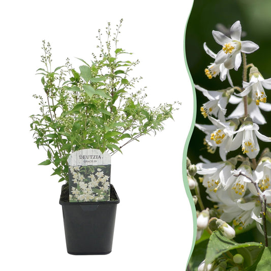 Green boutiQ – Sträucher – Deutzia Gracilis – Blüte weiß – 1 Pflanze – Laubabwerfend – pflegeleicht – Topf 17 cm, Höhe 45 cm