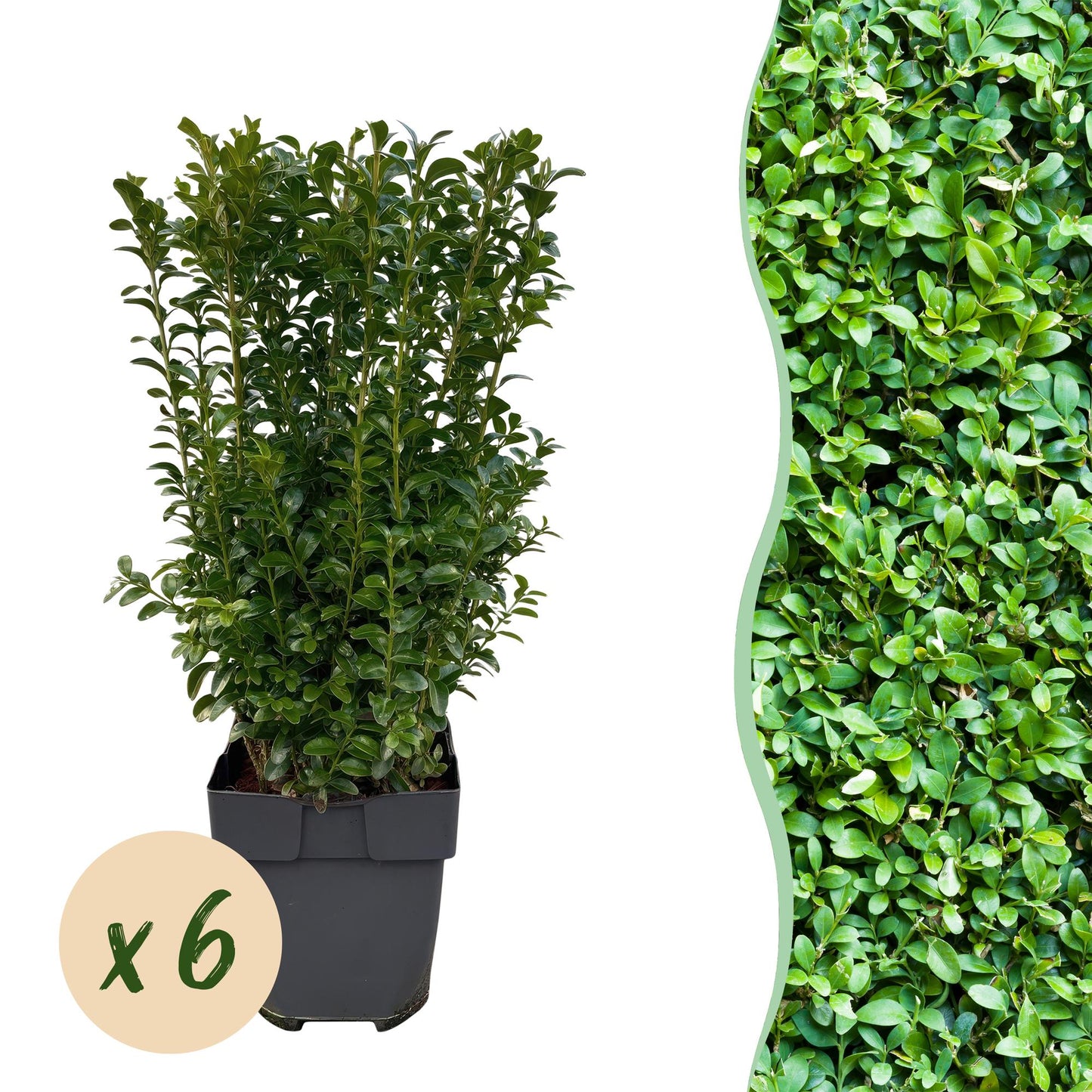 Green boutiQ - Heckenpflanzen - Buxus sempervirens - grünes Blatt - 6 Pflanzen - 1 Laufmeter - immergrün - Topf 17cm Höhe 45cm
