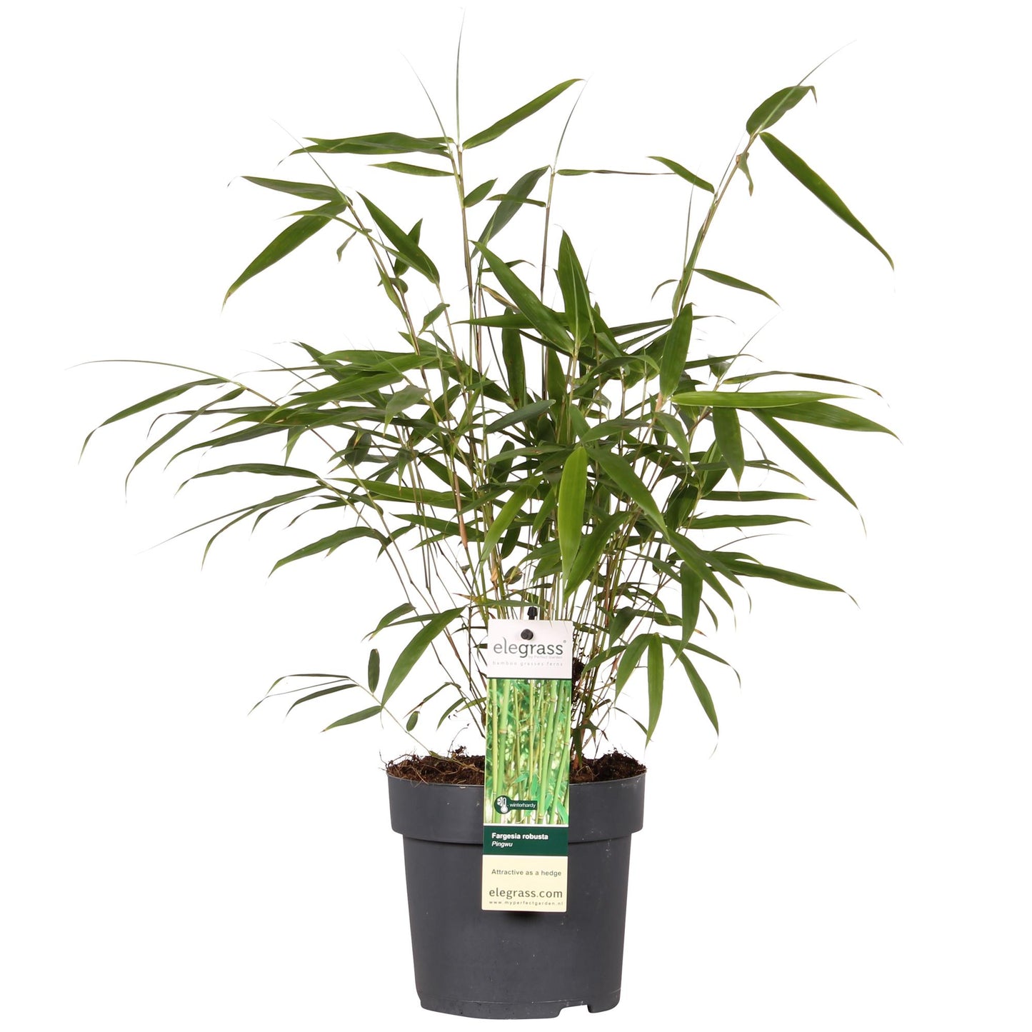 Fargesia robusta 'Pingwu' - Ø14cm - ↕40cm