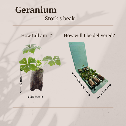 Geranie – 6 Stecker | Pflanzen und genießen Sie einen farbenfrohen Garten 