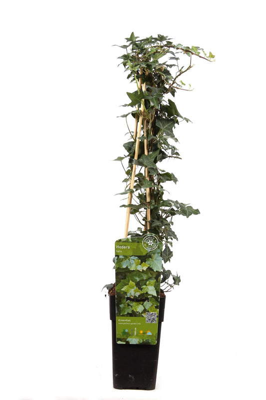 Hedera-Helix - Ø15cm - ↕65cm