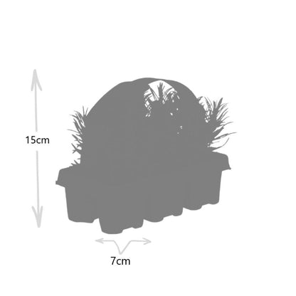 1x 6er-Pack Lavendel angustifolia - 6 x Ø7 cm - ↕15 cm