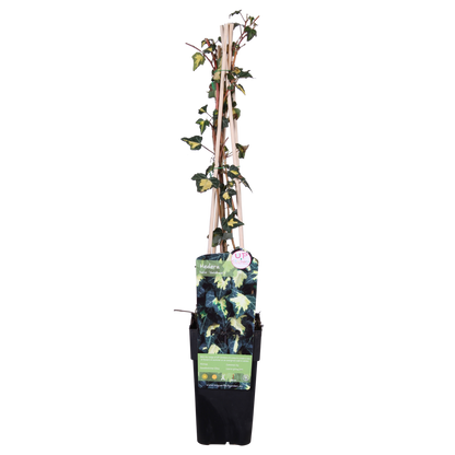 Hedera-Helix 'Goldheart' - Ø15cm - ↕65cm
