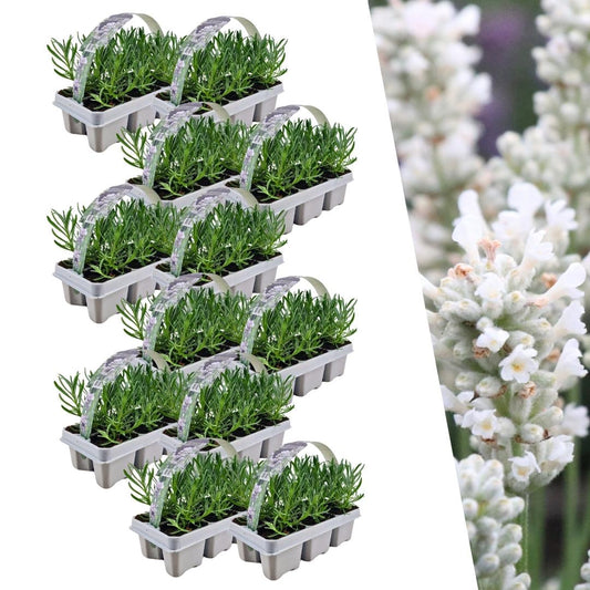12 x 6er-Pack Lavendel angustifolia weiß - 72 x Ø7 cm - ↕15 cm 