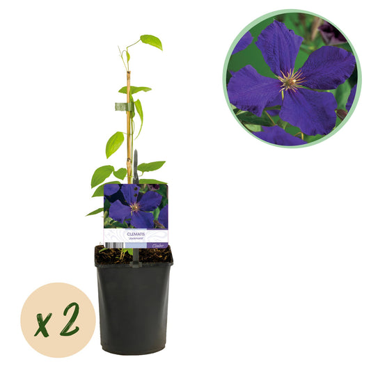 Green boutiQ – Kletterpflanze – Clematis Jackmanii – Blüte blau – pflegeleicht – 2 Pflanzen – Topf 11 cm, Höhe 40 cm
