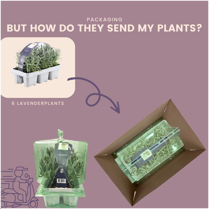 6er-Pack Lavendel angustifolia - 6 x Ø7 cm - ↕15 cm 