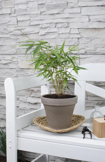 Fargesia robusta 'Pingwu' - Ø14cm - ↕40cm