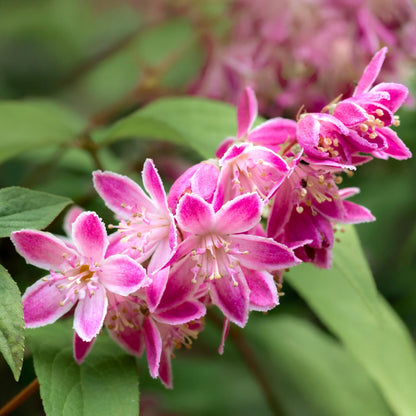 Green boutiQ – Sträucher – Deutzia hybrida Strawbery Fields – Blüte rosa – 1 Pflanze – Laubabwerfend – pflegeleicht – Topf 17 cm, Höhe 45 cm