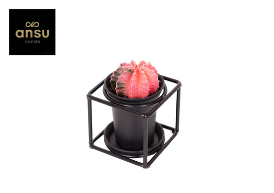 Kaktus im Designrahmen - Ø10cm - ↕12cm