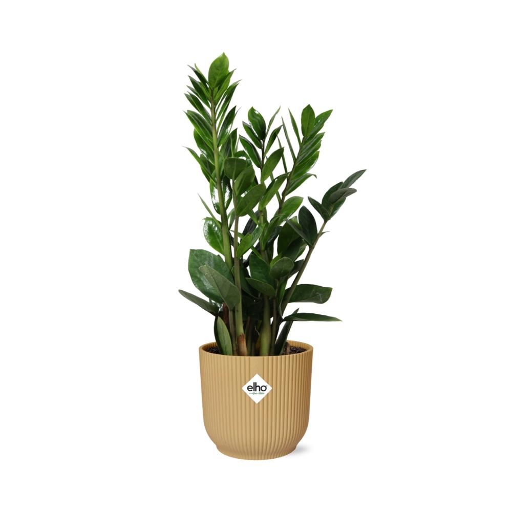 Zamioculcas – Height 45-50 in ELHO Vibes Fold 14cm yellow