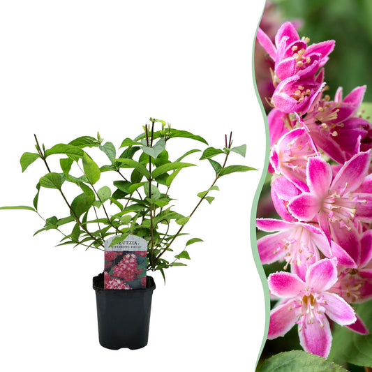 Green boutiQ – Sträucher – Deutzia hybrida Strawbery Fields – Blüte rosa – 1 Pflanze – Laubabwerfend – pflegeleicht – Topf 17 cm, Höhe 45 cm